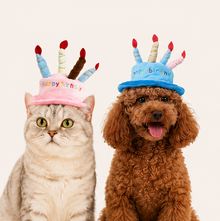dog or cat wearing a pet birthday hat - view 2