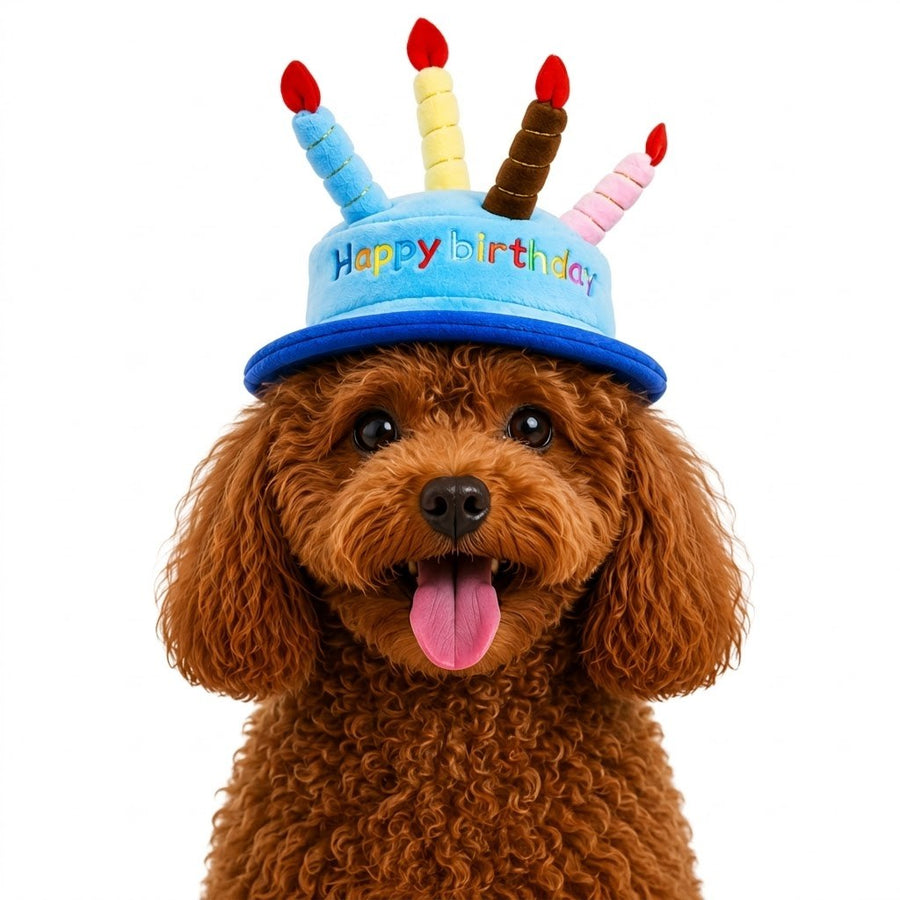 LuluPengu adjusted primary certificate photo: pet-birthday-hat