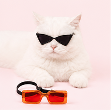 dog or cat wearing cute pet sunglasses - view 2