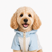 LuluPengu clothing certificate photo: pet-windbreaker-jacket: 证件照.png