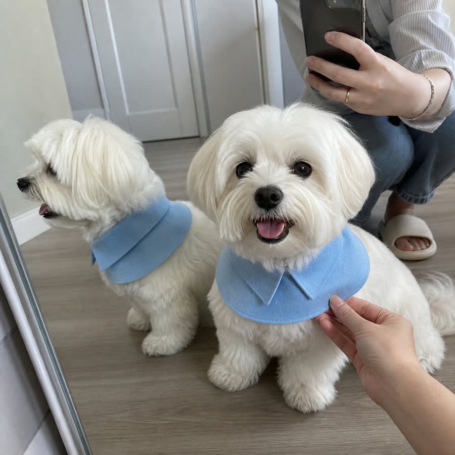 Maltese wearing the Academy Blue Shirt Pet Bib in a hallway