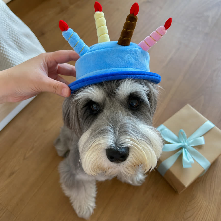 Miniature schnauzer wearing the Pet Birthday Hat beside a gift
