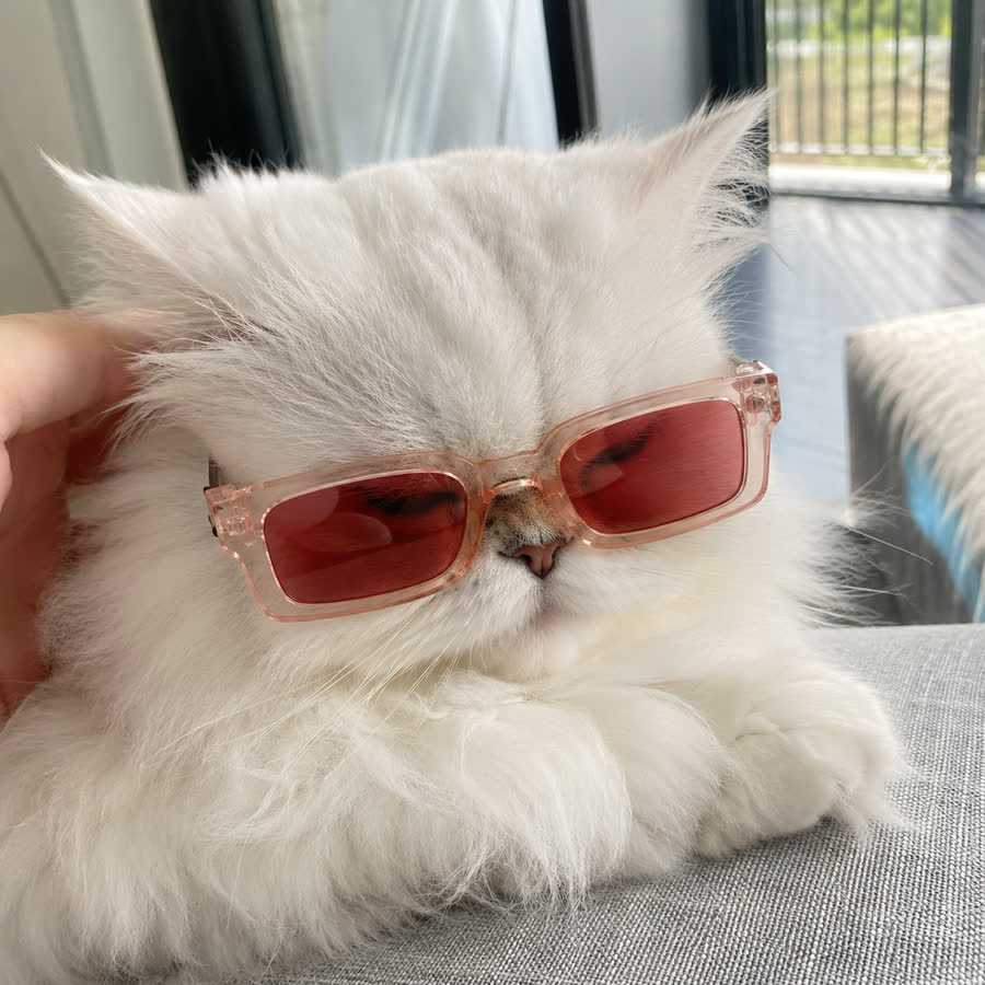 Persian cat wearing pet sunglasses on a couch