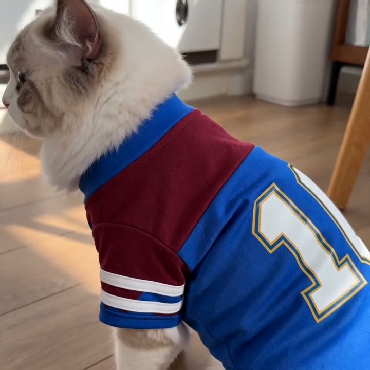 Pet Sport Outfit video cover