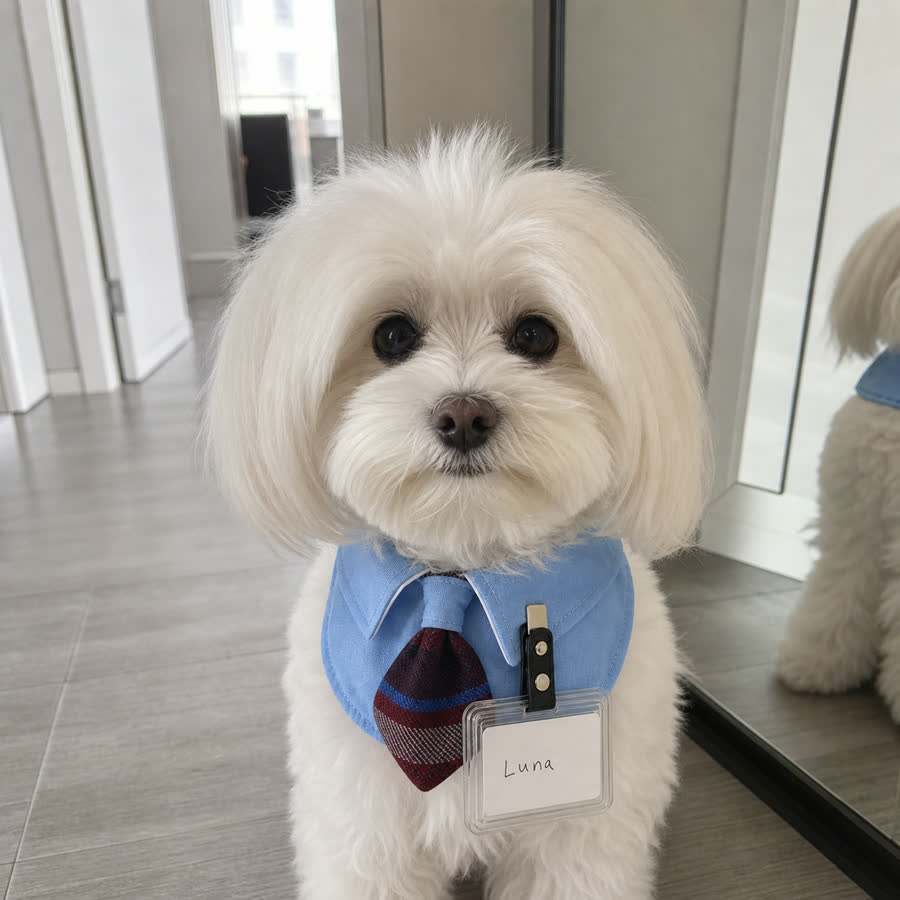 Maltese wearing the Academy Blue Shirt Pet Bib in a hallway