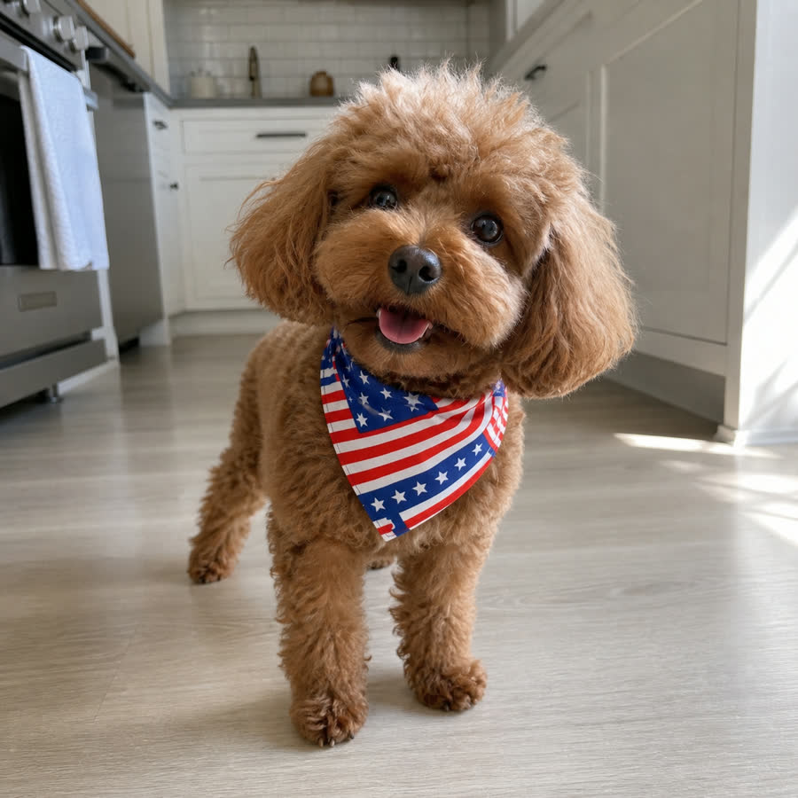 red mini poodle with American Flag Pet Bandana in a bright kitchen floor