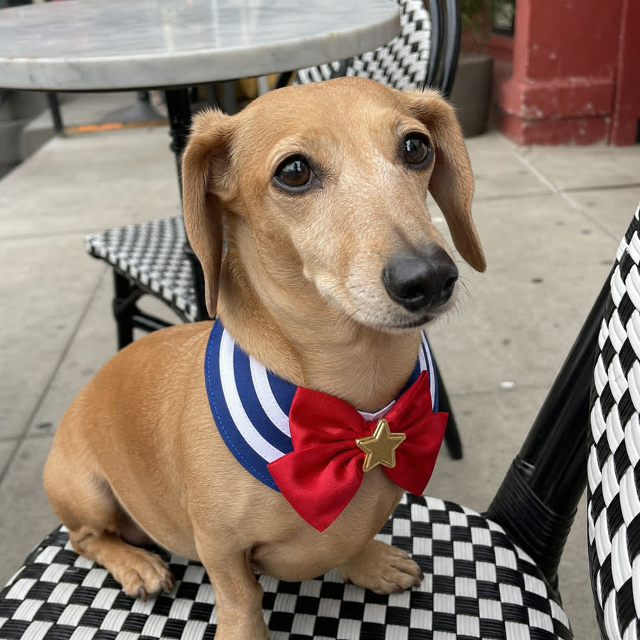 small tan dachshund with Bowknot Pet Bib in a sidewalk cafe table