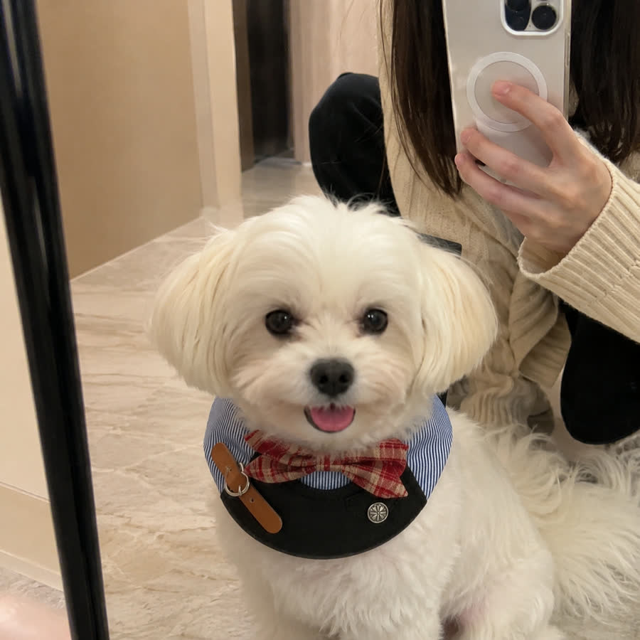 fluffy white Maltese with British Bowknot Pet Bib in a hallway mirror selfie setup
