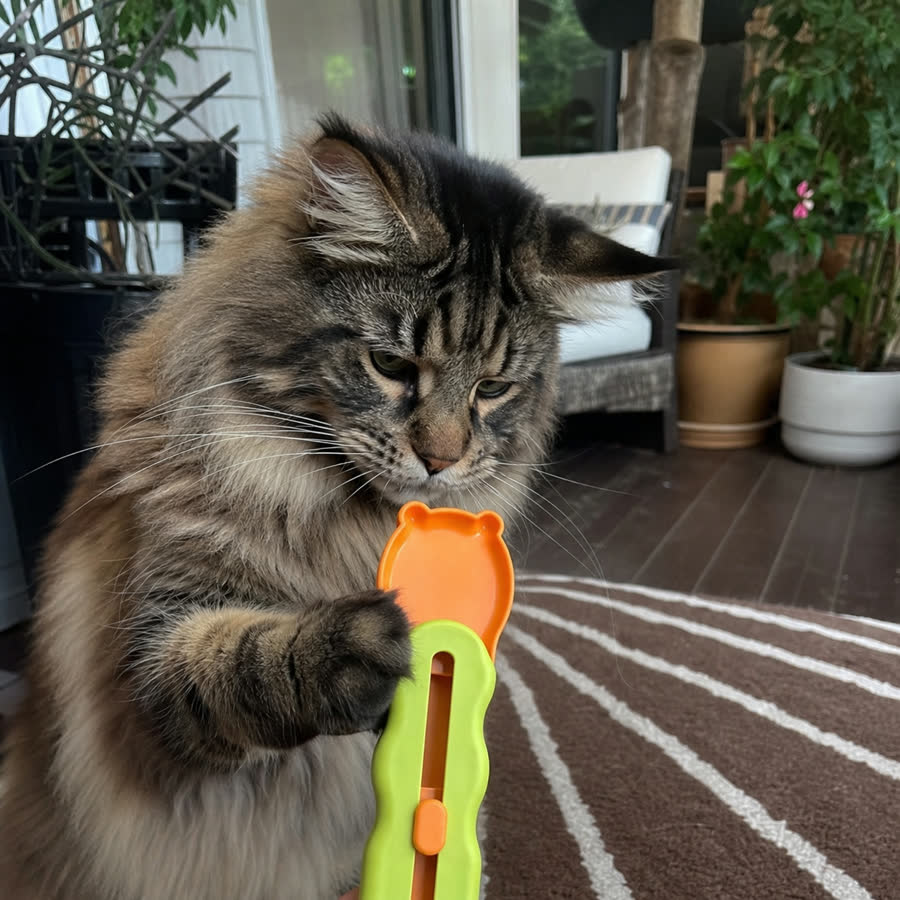 Maine Coon cat with Cat Treat Feeder in a covered porch with plants