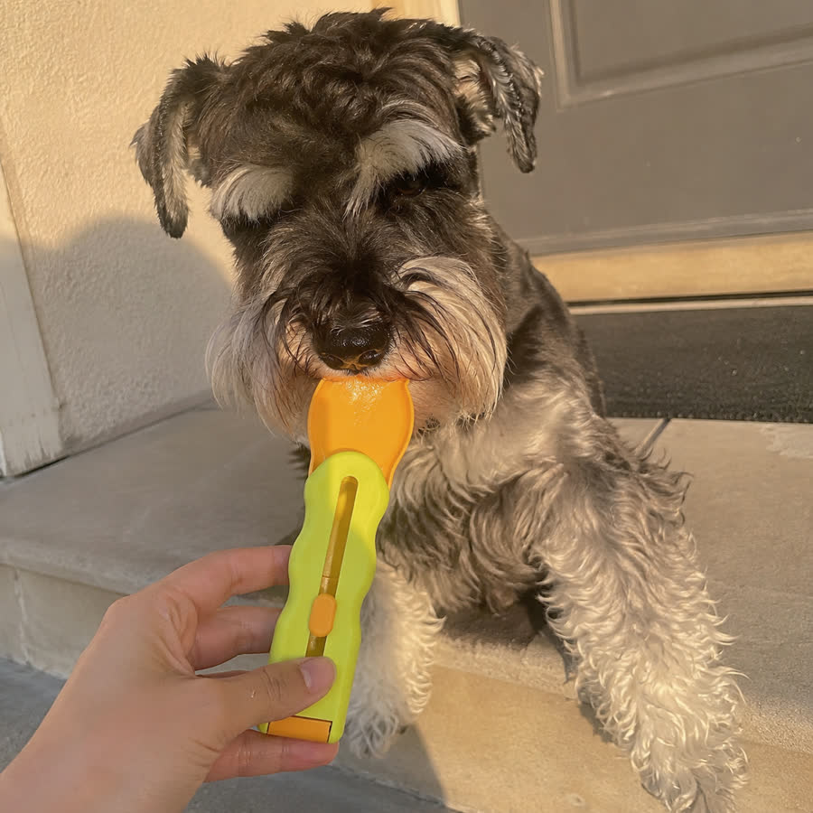 mini schnauzer with Cat Treat Feeder in a front step in soft evening light