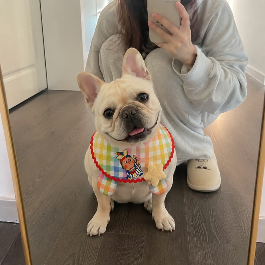 cream French bulldog with Colorful Plaid Star Pet Bib in a apartment entryway mirror