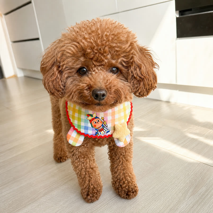 red mini poodle with Colorful Plaid Star Pet Bib in a bright kitchen floor