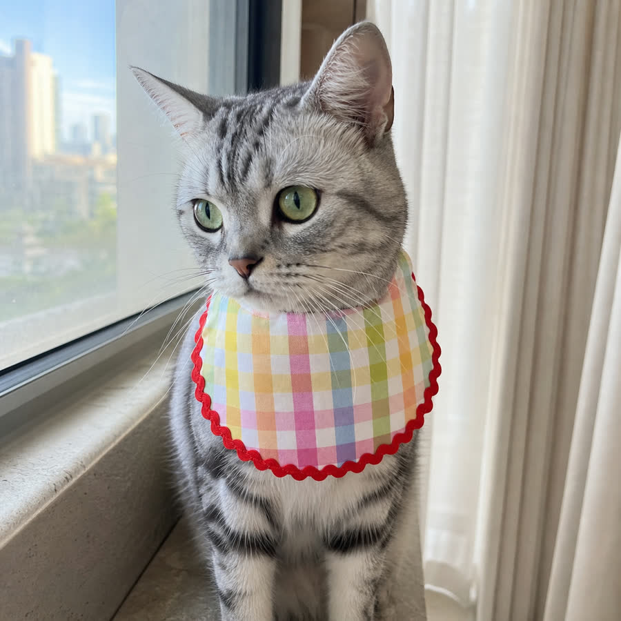 silver tabby cat with Colorful Plaid Star Pet Bib in a window ledge with afternoon light