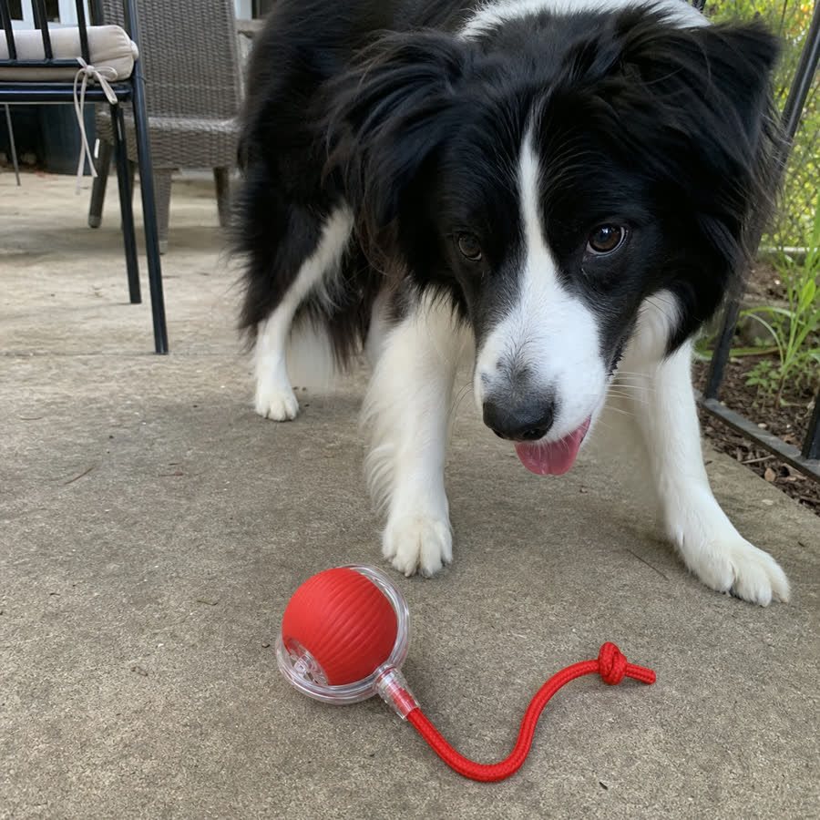 black-and-white border collie with Electric Kitten Toy in a back patio after a walk