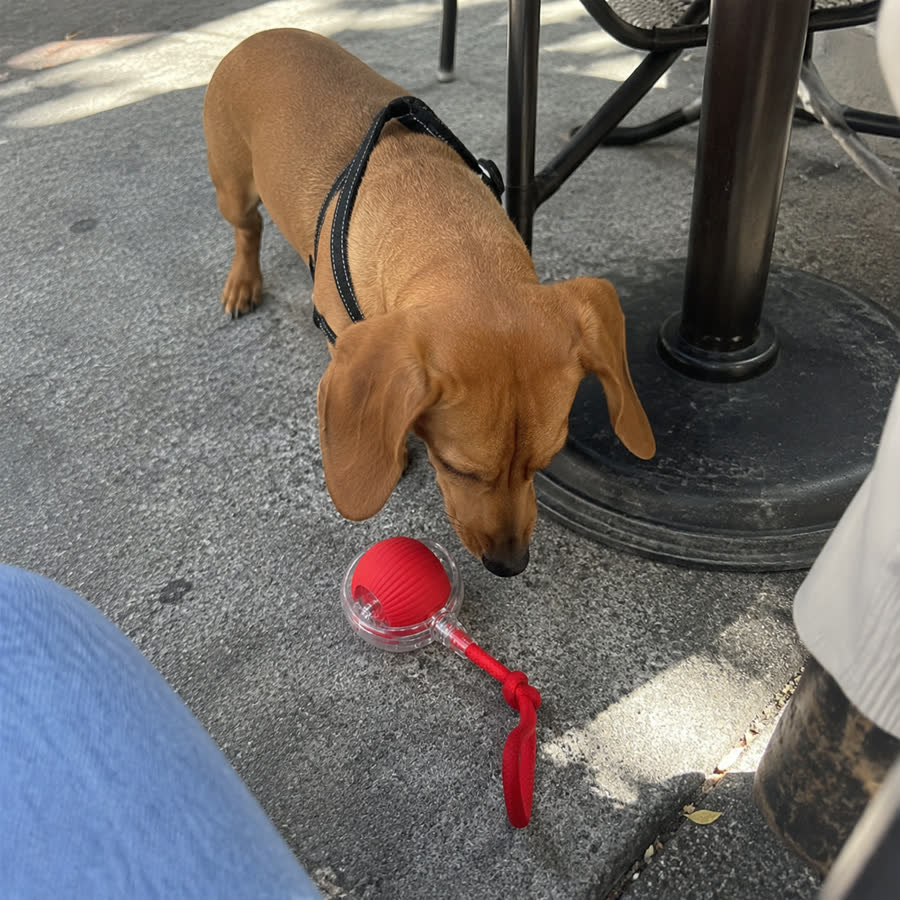 small tan dachshund with Electric Kitten Toy in a sidewalk cafe table