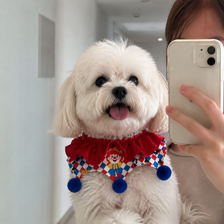 fluffy white Maltese with Joker Pet Bib in a hallway mirror selfie setup