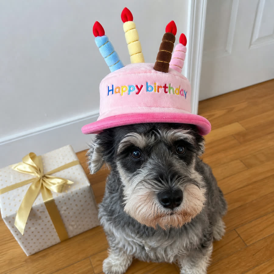 Miniature schnauzer wearing the Pet Birthday Hat beside a gift