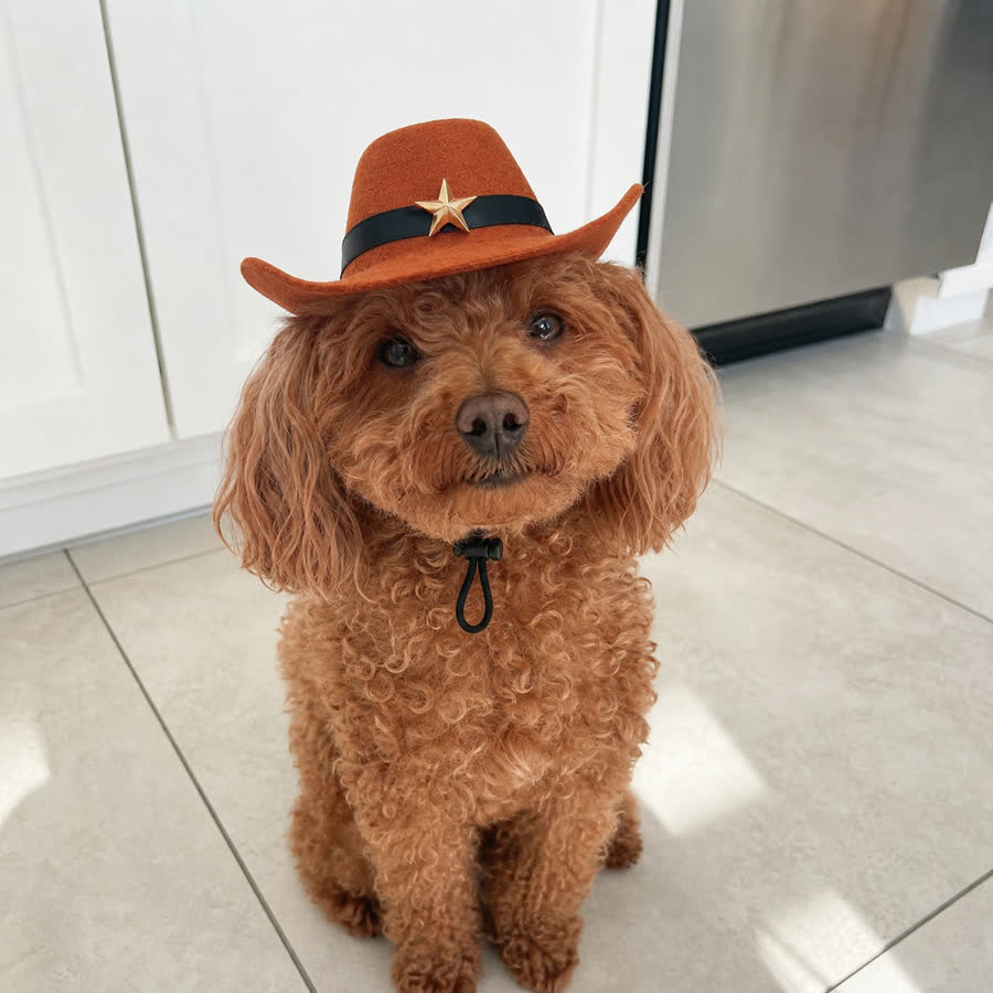 red mini poodle with Pet Cowboy Hat - Bundle Add-On in a bright kitchen floor