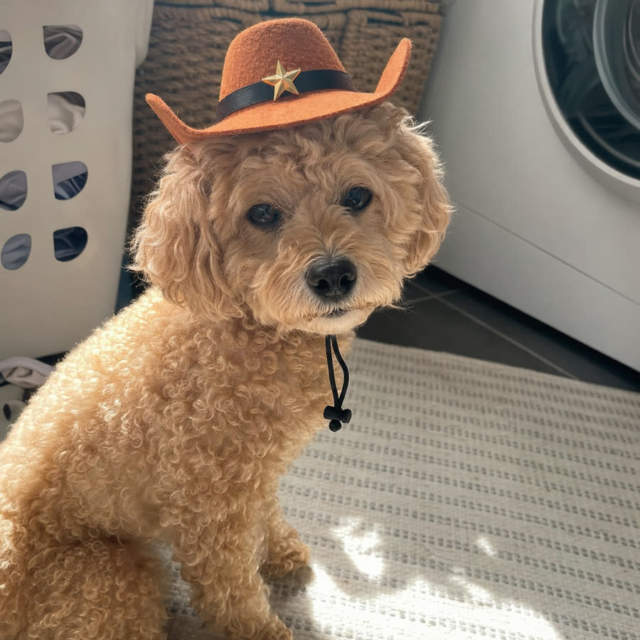 toy poodle with Pet Cowboy Hat in a bright laundry room