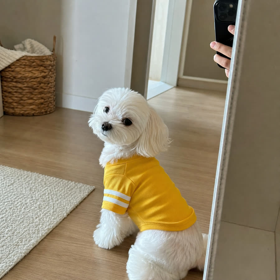 fluffy white Maltese with Pet Sport Outfit in a hallway mirror selfie setup