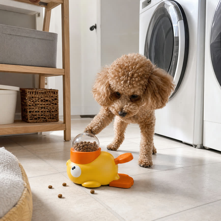 toy poodle with Press-and-Treat Pet Toy in a bright laundry room
