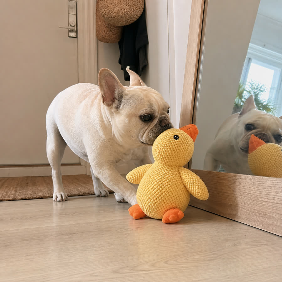 cream French bulldog with Squeaky Duck Pet Toy in a apartment entryway mirror