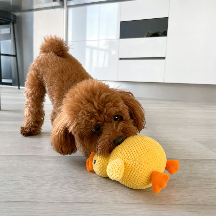 red mini poodle with Squeaky Duck Pet Toy in a bright kitchen floor