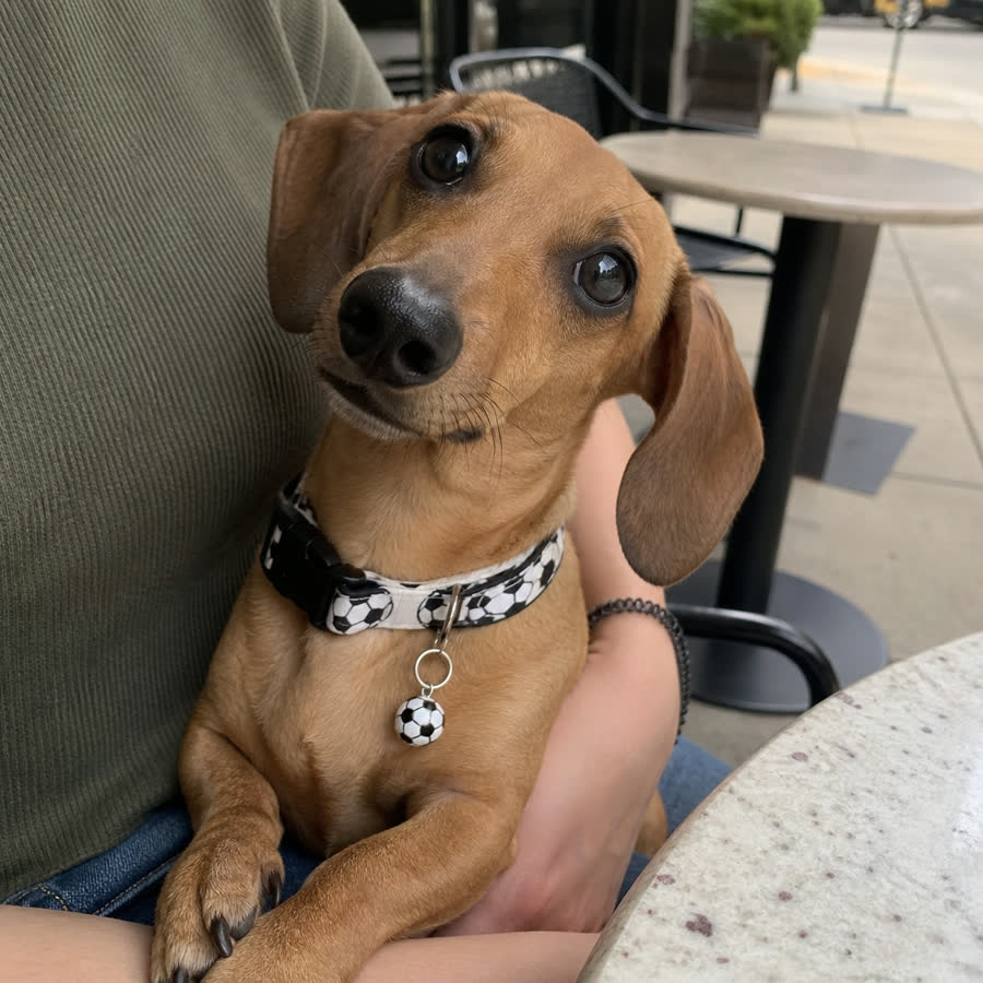 small tan dachshund with Summer Football Adjustable Pet Collar in a sidewalk cafe table