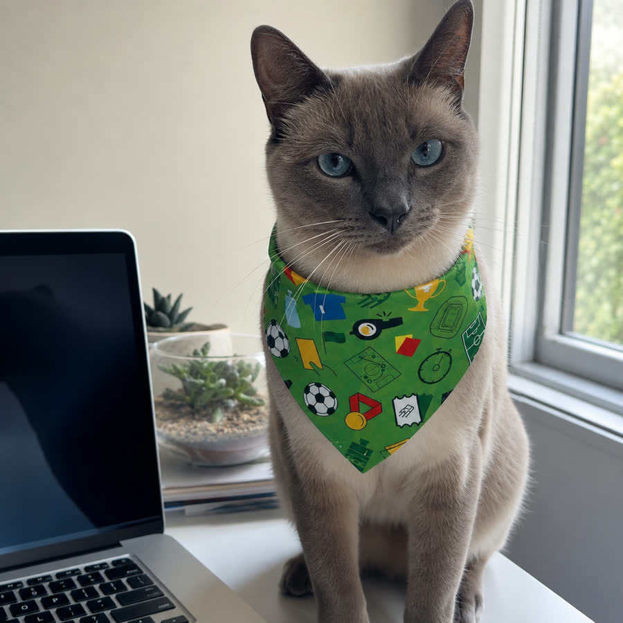 blue point Siamese cat with Summer Football Pet Bandana in a clean desk beside a laptop