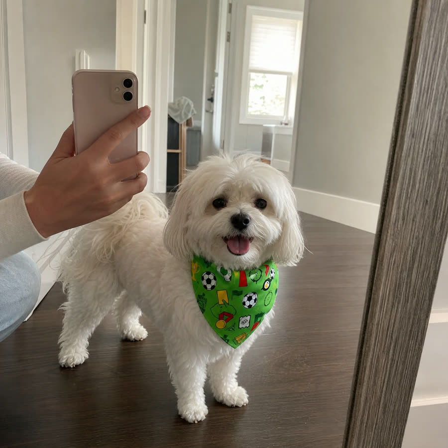 fluffy white Maltese with Summer Football Pet Bandana in a hallway mirror selfie setup