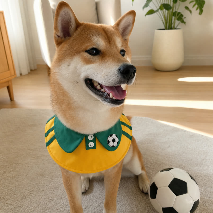 Shiba Inu wearing a summer football pet bib in a living room