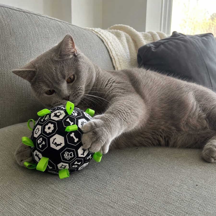 British shorthair cat with Summer Football Pet Toy in a low sofa in natural light