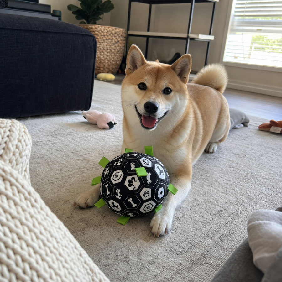 Shiba Inu with Summer Football Pet Toy in a living room with toys in the background