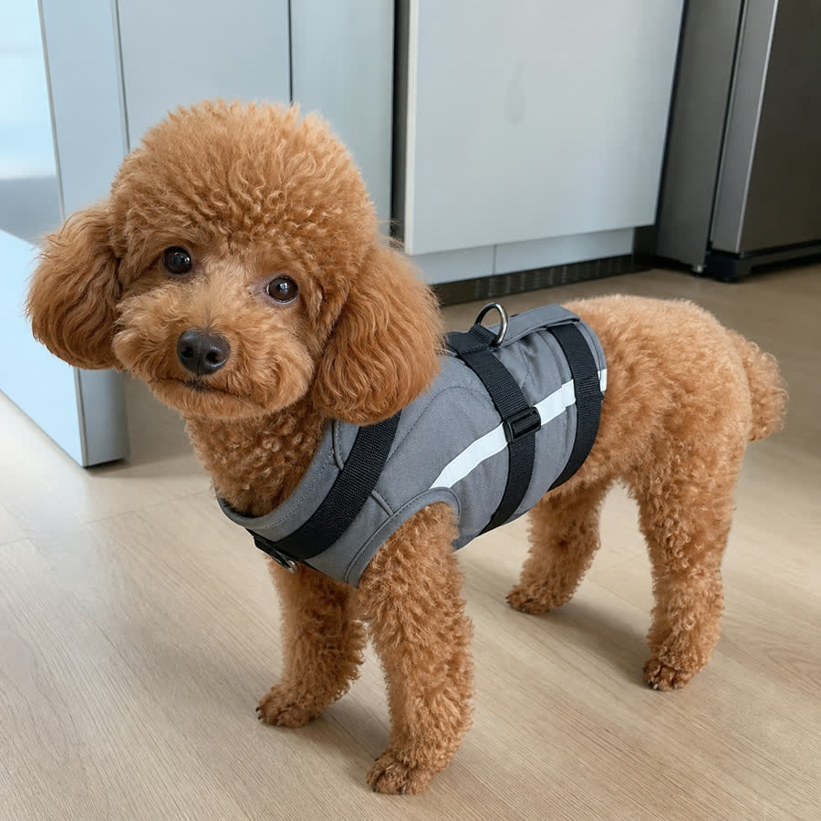 Red mini poodle wearing a utility pet vest on a kitchen floor